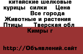 китайские шелковые курицы (силки) › Цена ­ 2 500 - Все города Животные и растения » Птицы   . Тверская обл.,Кимры г.